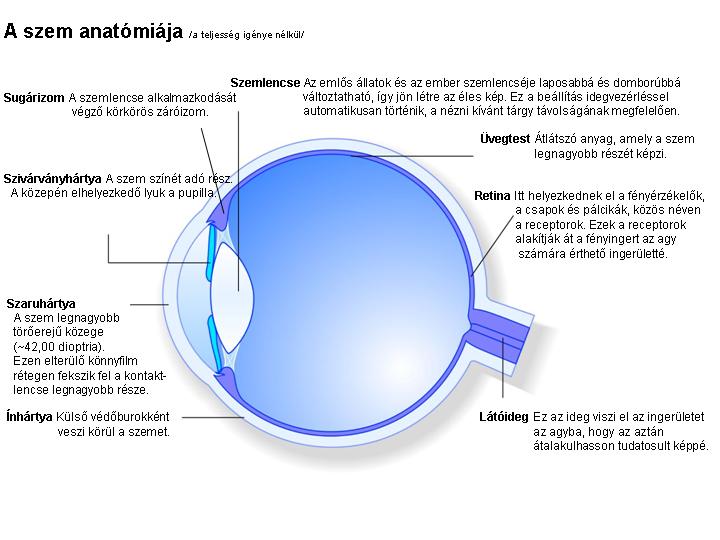 Közös kezelés látás. Így lehet a látás élessége %-os | medicinagyogyszertar.hu